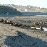 lobos marinos en Caleta Olivia
