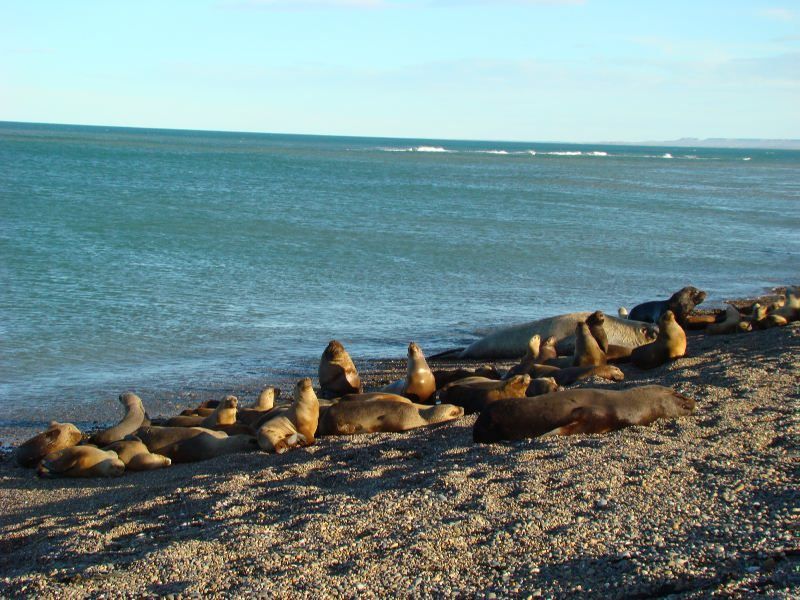 Lobos marinos en Caleta Olivia