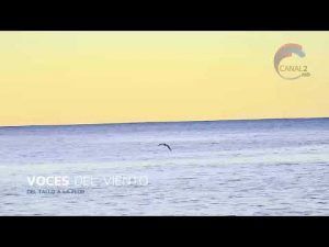 Voces del Viento- Del tallo a la flor
