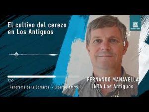 El cultivo del cerezo en Los Antiguos