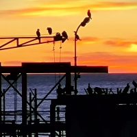 Imágenes del muelle de Caleta Olivia al atardecer